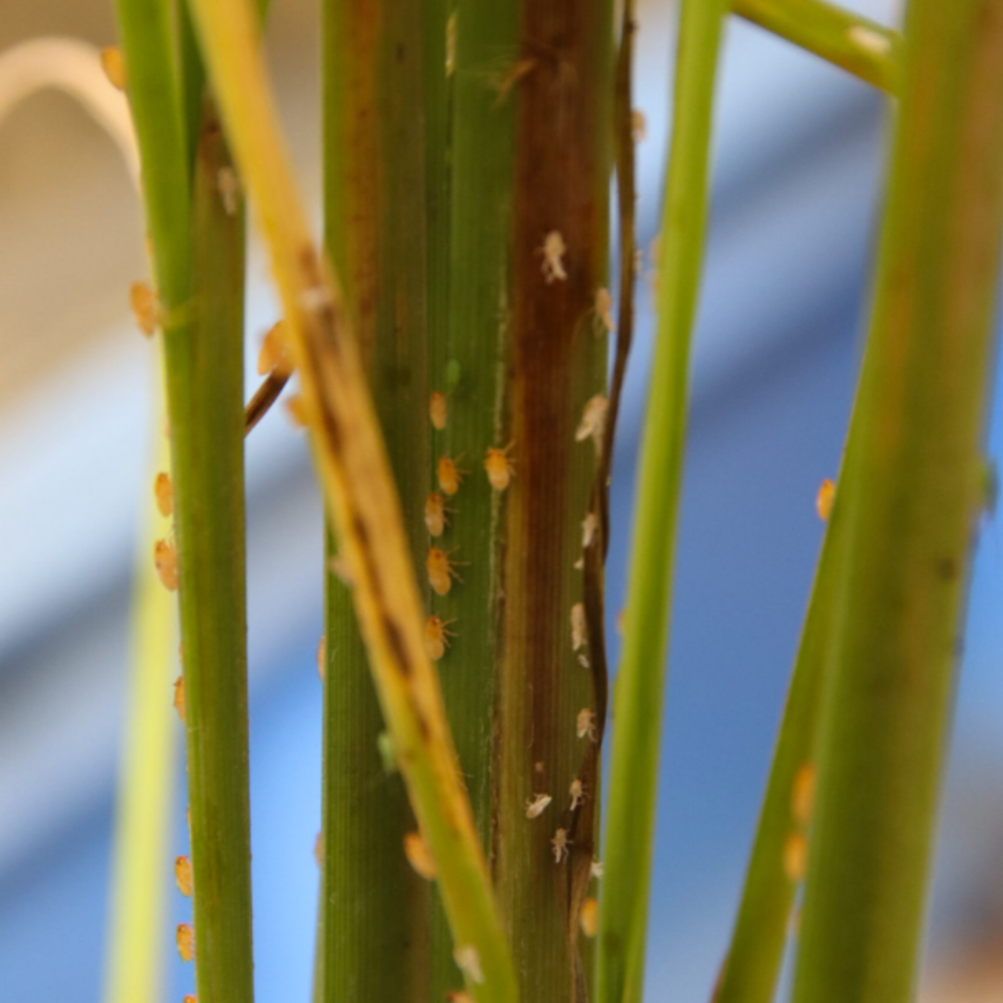 Brown Planthopper_Rice_Palay_BPH_Brown Planthopper