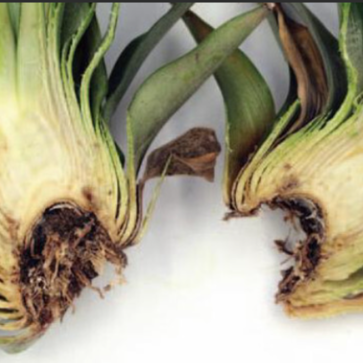 Butt & Crown Mold/Rot_Omega 45EW_Fungicide_Disease Control
