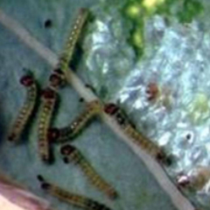 Cabbage Worm_Benevia_Prevathon 5SC_Insecticide_Insect Control