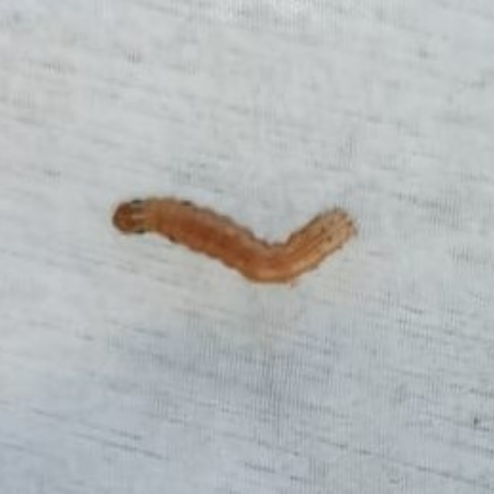 Corn Borer_Marshal 25ST_Prevathon 5SC_Chlorantraniliprole