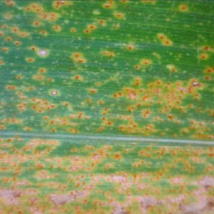 Corn Rust_Sakit_Disease_Disease Control_Gezeko 75WG_Nativo