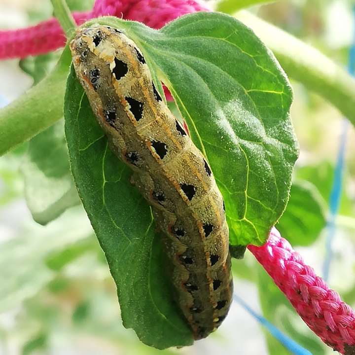 Cutworm_Benevia_Prevathon 5SC_Insecticide_Insect Control