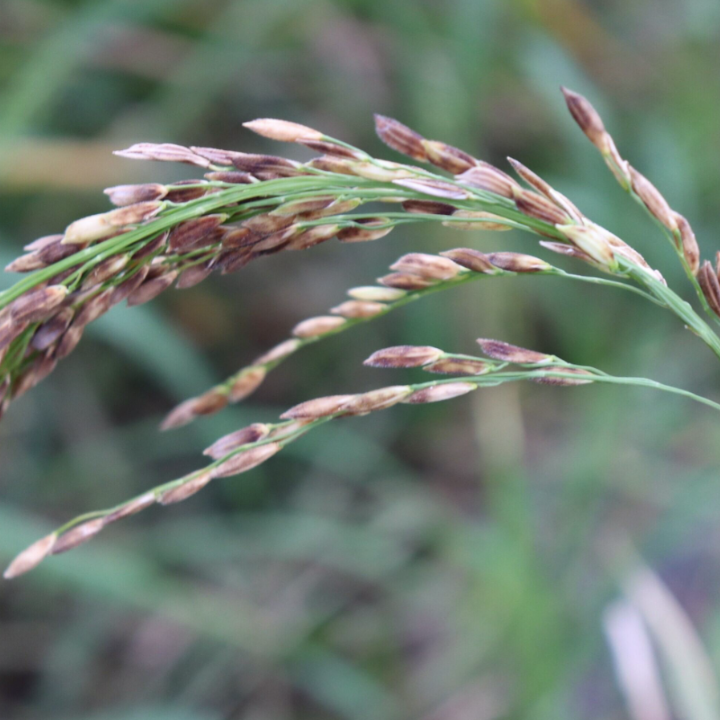 Dirty Panicle_Rice_Palay_Gezeko 75WG_Fungicide