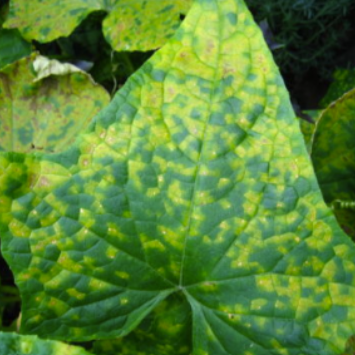 Downy Mildew_Disease Control_Gezeko 75WG_Fungicide