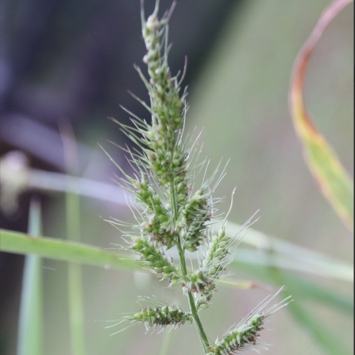 Grasses_Damo_Damong may buko_Pyzero_Command Plus_Authority 480SC_Herbicide