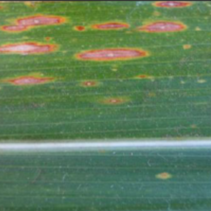 Helminthosporium Leaf Spot_Disease_Disease Control_Gezeko 75WG_Nativo