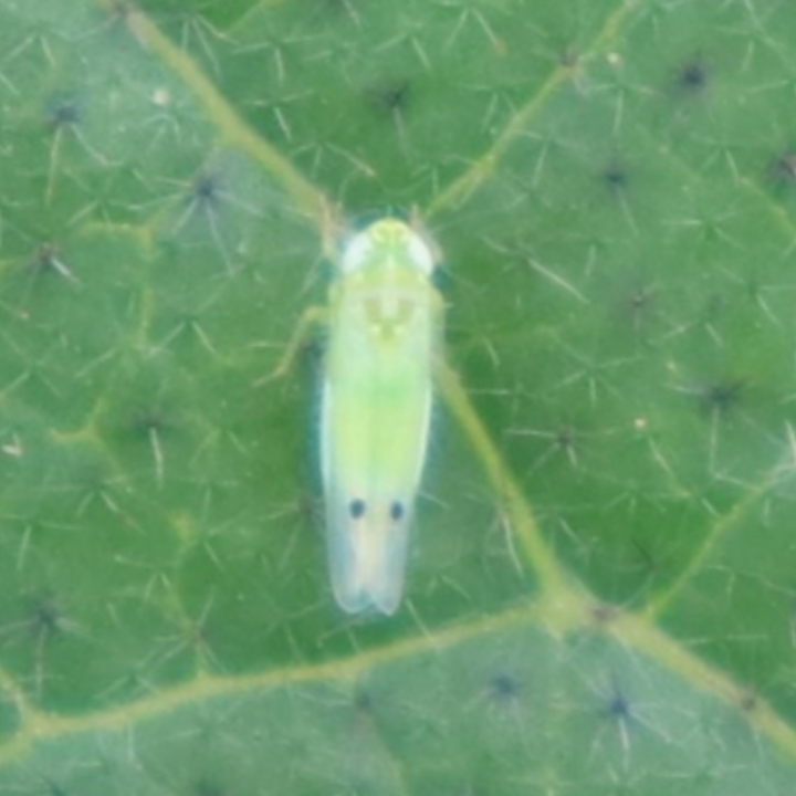 Leafhopper_Benevia_Insecticide_Insect Control