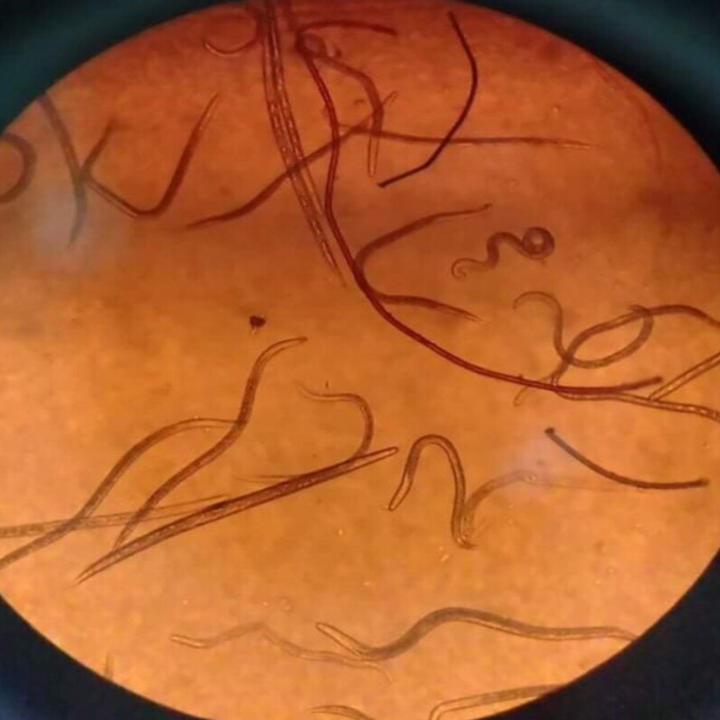 Nematodes_Apache 10G_Nematicide