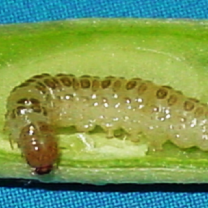 Pod Borer_Benevia_Prevathon 5SC_Steward 3-WDG_Ammate 15EC_Insect Control_Insecticide