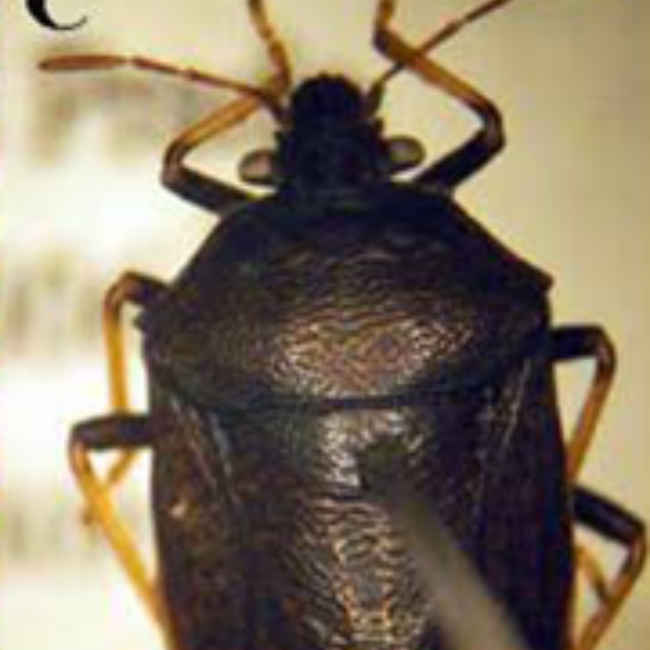 Rice Black Bug_Rice_Palay_Kanin_Talstar 8SC_Insecticide