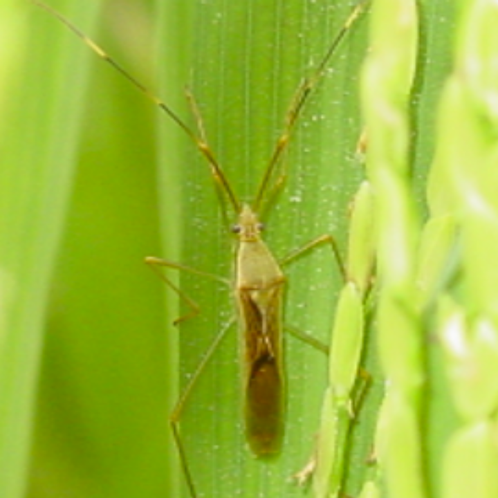 Rice_Palay_Rice bug_Talstar 8SC_Marshal 200SC_Insecticide