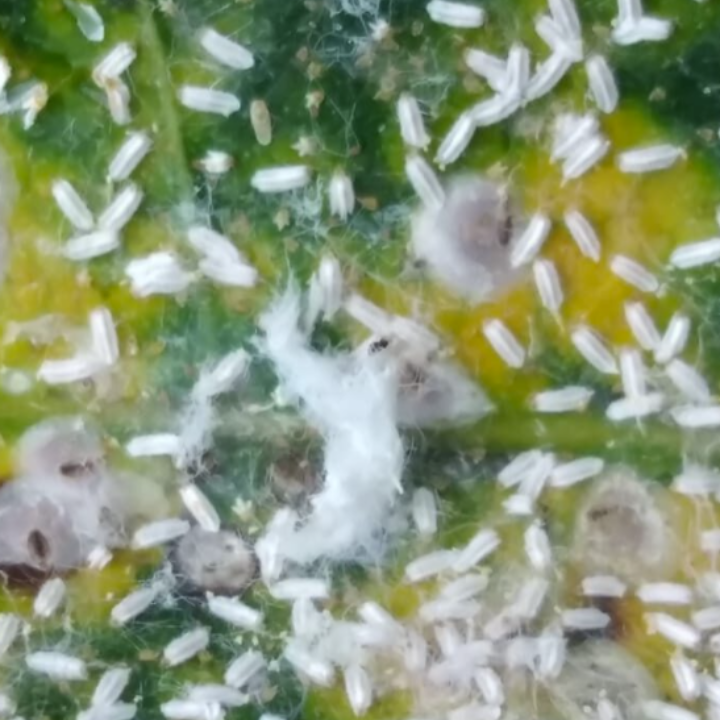 Scale insect_Insect Control_Insecticide_Marshal 200SC