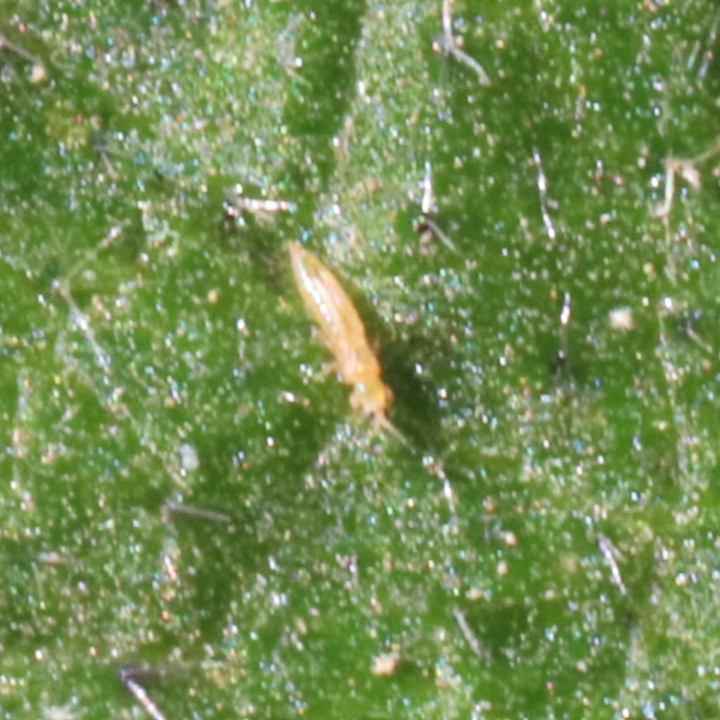 Thrips_Benevia_Insect Control_Insecticide