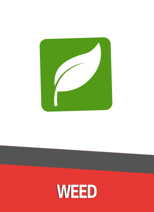 Herbicide_Pesticide_Damo_Damong May Buko_Broadleaves_Sedges_Pyzero 10EC_Command Plus_Resumide_Keenali_Authority 480SC_Nativo_Frontier_Novlect_Sofit