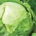 Head of cabbage