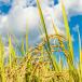 Rice field