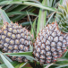Pineapple_Pinya