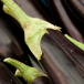 Eggplant