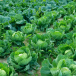 Cabbage_Repolyo