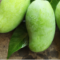 Mangga
