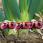 Onion