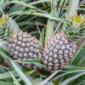 Pinya