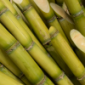 Tubo
