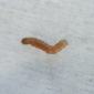 Corn Borer_Marshal 25ST_Prevathon 5SC_Chlorantraniliprole