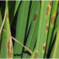 Brown Leaf Spot_Disease Control_Gezeko 75WG