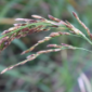 Dirty Panicle_Rice_Palay_Gezeko 75WG_Fungicide
