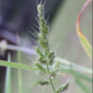 Grasses_Damo_Damong may buko_Pyzero_Command Plus_Authority 480SC_Herbicide