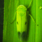 Green Leafhopper_Marshal 200SC_Talstar 8SC