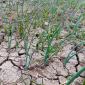 Plant Stress_Furagro_Fertilizer