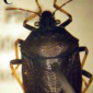 Rice Black Bug_Rice_Palay_Talstar 8SC