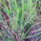 Rice Blast_Gezeko 75WG_Fungicide_Rice_Palay
