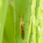 Rice bug_Kanin_palay_Talstar 8SC_Marshal 200SC_Insecticide