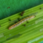Prevathon_Rynaxypyr_Taralin_Elicor_Leaffolder_Stemborer_FallArmyworm_Palay