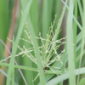 Sedges_Herbicide_Resumide 48SL_Authority 480SC