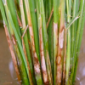 Sheath Blight_Rice_Rovral Aquaflo 50SC_Rovral 50WP_Gezeko 75WG