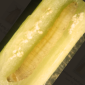 Stemborer_Rice_Kanin_Prevathon 5SC_Ferterra 0.4G_Tuventa_Insecticide