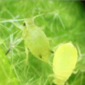 Aphids_Benevia_Insecticide_Insect Control