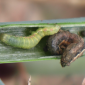 Armyworm_Benevia_Insect Control_Insecticide