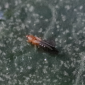 Banana Flower Thrips_Talstar 8SC_Insecticide_Insect Control