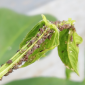 Black Aphids_Benevia_Insecticide_insect Control