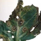 Black Leg_Phoma Ringam_Rovral 50WP_Fungicide