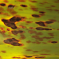 Black Sigatoka_Pointer 250SC_Rovral Aquaflo 50SC_Rovral 50WP_Fungicide_Disease Control