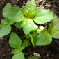Broadleaves_Sedges_Grasses_Herbicide_Resumide 48SL_Command Plus_Authority 480SC