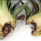 Butt & Crown Mold/Rot_Omega 45EW_Fungicide_Disease Control