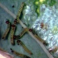 Cabbage Worm_Benevia_Prevathon 5SC_Insecticide_Insect Control