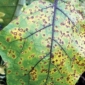 Cercospora Leaf Spot_Gezeko 75WG_Fungicide_Disease Control